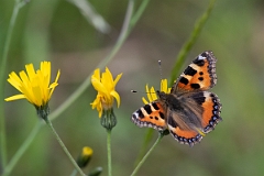 David Plant Photography - Wildlife Photography - Small tortoiseshell - G